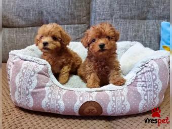 Ράτσα: Μαλτέζ - Maltese | Ηλικία: 3 μηνών | Φύλο: Θηλυκό | Αρ. Microchip: 87654987874 | Εκπαιδευμένο | Περιοχή: Πειραιάς, Αττική